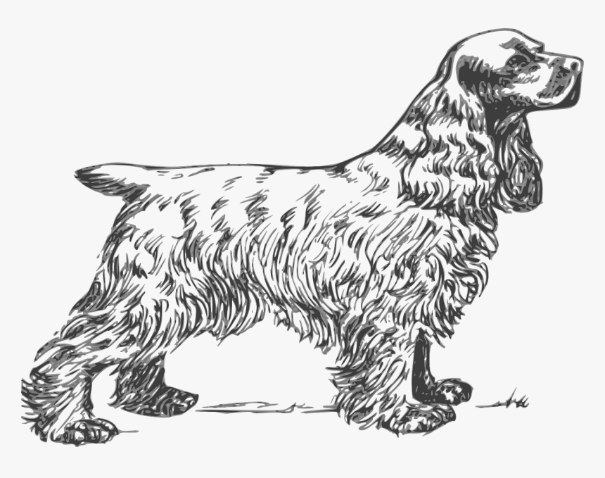 Cocker spaniel illustration